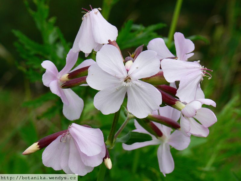 Mydlice kořen řezaný